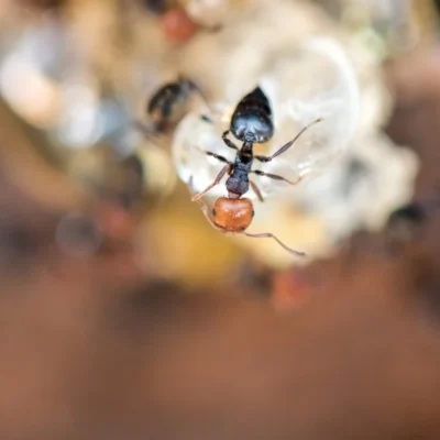 Small honey ant crawling on a rock - Keep pests away from your home with City Termite & Pest Control in Malvern, AR