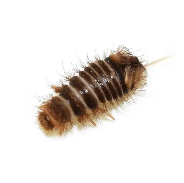 Varied Carpet Beetle Larvae up close white background - Keep pests away from your home with City Termite & Pest Control in Malvern, AR