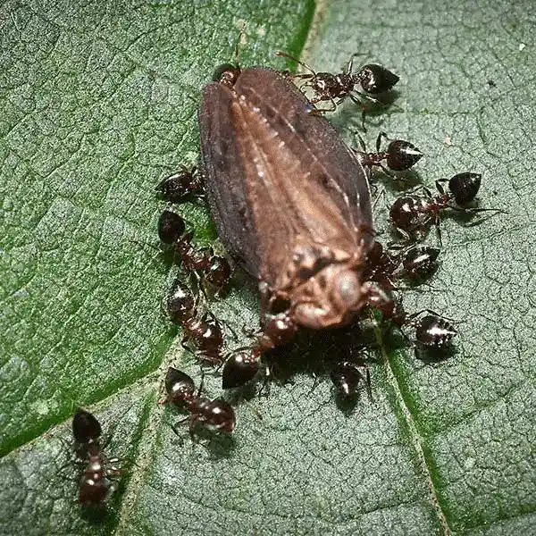 Cluster of acrobat ants on a leaf - Keep ants away from your home with City Termite & Pest Control in Malvern, AR