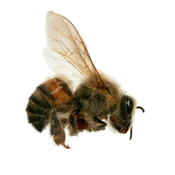 africanized honey bee against a white background - Keep africanized honey bees away from your home with City Termite & Pest Control in Malvern, AR