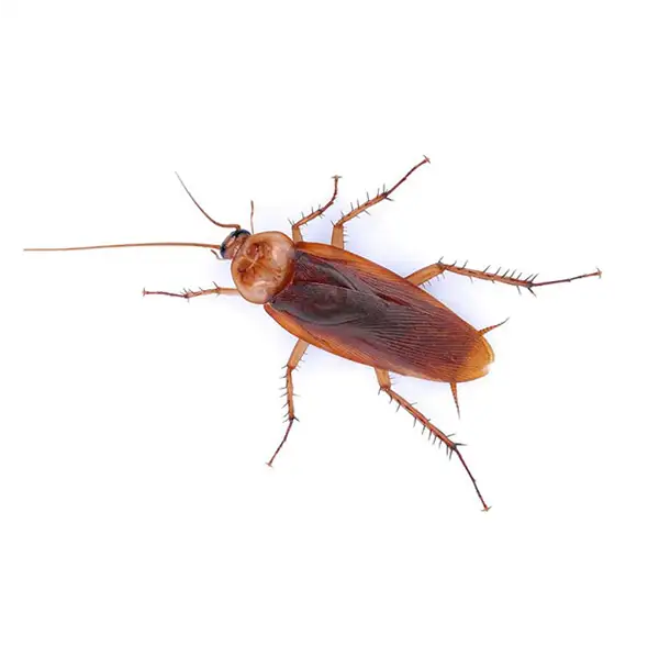 American cockroach against a white background - Keep cockroaches out of your home with City Termite & Pest Control in Malvern, AR