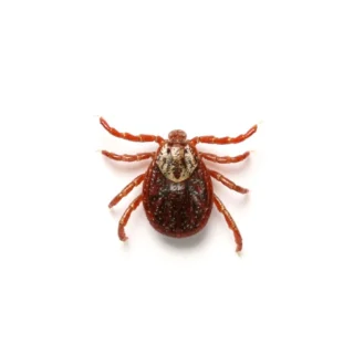 Close up of an american dog tick - tick control services with City Termite & Pest Control in Malvern, AR