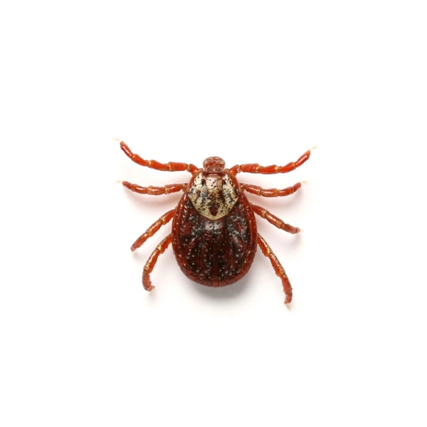 Close up of an american dog tick - tick control services with City Termite & Pest Control in Malvern, AR