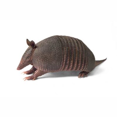 Armadillo against a white background - Keep armadillos away from your home with City Termite & Pest Control in Malvern, AR