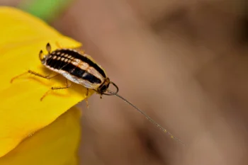 Asian cockroach on the tip of a flower petal - Keep pests away from your home with City Termite & Pest Control in Malvern, AR