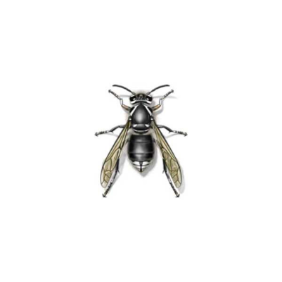 bald faced hornet against a white background - Keep bald faced hornets away from your home with City Termite & Pest Control in Malvern, AR