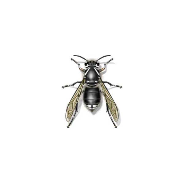 bald faced hornet against a white background - Keep bald faced hornets away from your home with City Termite & Pest Control in Malvern, AR