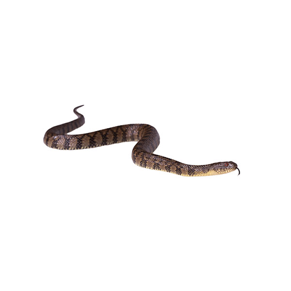 Banded Water Snake with tongue sticking out - commercial and residential snake control in Malvern, AR | City Termite & Pest Control