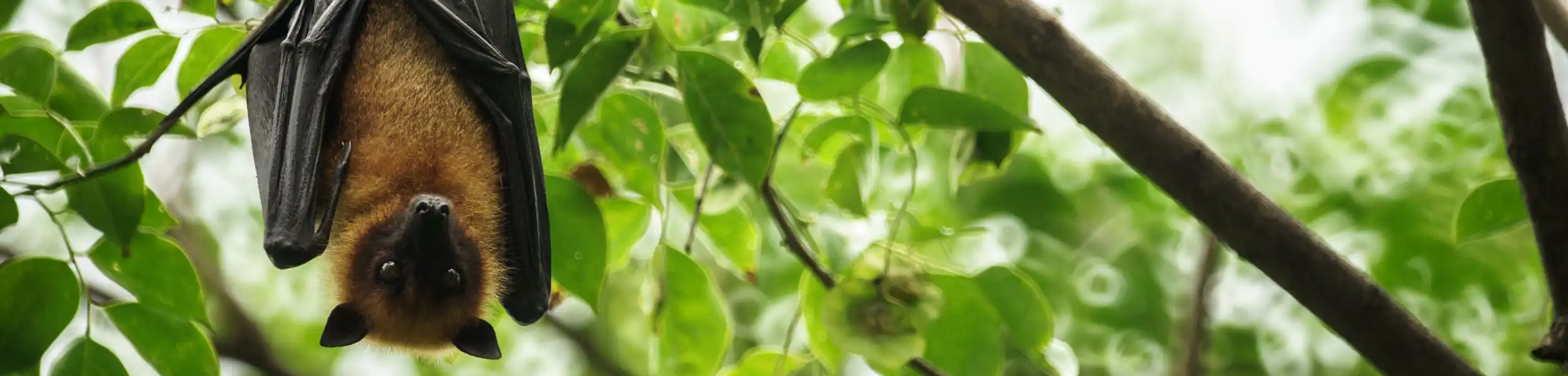 Bat hanging from a tree branch | City Termite & Pest Control serving Malvern, AR