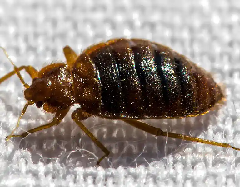 Closeup of a bed bug crawling on fabric | City Termite & Pest Control serving Malvern, AR