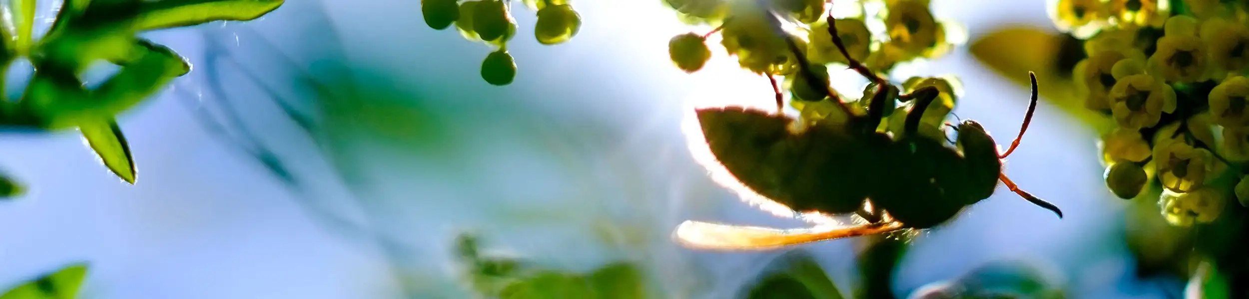 Bee on a branch with flowers | City Termite & Pest Control serving Malvern, AR