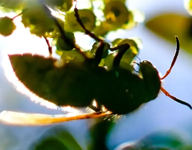 Bee on a branch with flowers | City Termite & Pest Control serving Malvern, AR