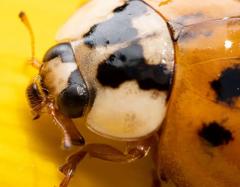 Closeup of a ladybug on a leaf | City Termite & Pest Control serving Malvern, AR