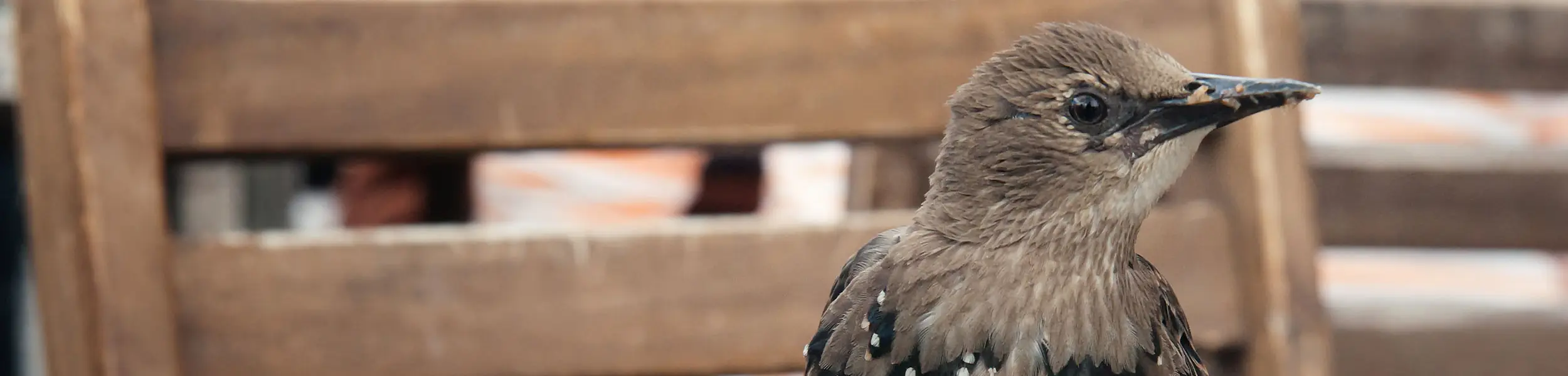 Bird outside of a building | City Termite & Pest Control serving Malvern, AR