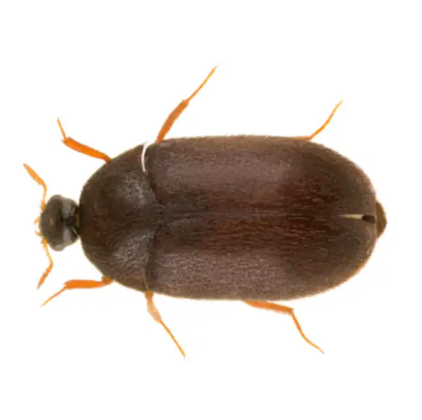 Black carpet beetle against a white background - Keep black carpet beetles out of your home with City Termite & Pest Control in Malvern, AR