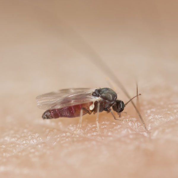 Black fly in a persons palm - Keep flies away from your home with City Termite & Pest Control in Malvern, AR