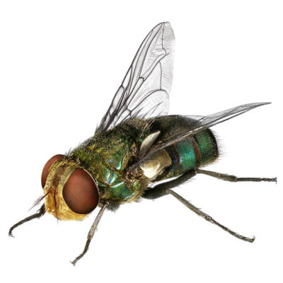Blow fly against a white background - Keep flies away from your home with City Termite & Pest Control in Malvern, AR