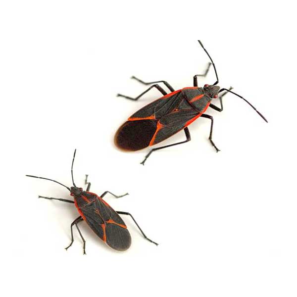 Boxelder bugs against a white background - Keep boxelders away from your home with City Termite & Pest Control in Malvern, AR