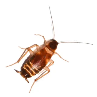 Brown-Banded Cockroach against a  white background - Keep cockroaches out of your home with City Termite & Pest Control in Malvern, AR