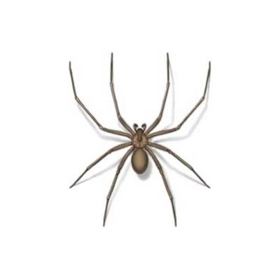 Drawing of a Brown Recluse Spider close up white background - commercial spider control in Malvern, AR | City Termite & Pest Control