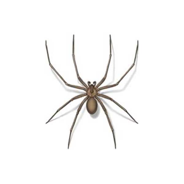 Drawing of a Brown Recluse Spider close up white background - commercial spider control in Malvern, AR | City Termite & Pest Control