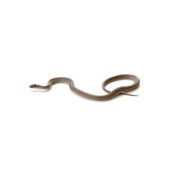 Brown Snake on the ground - keep snakes out of your yard with City Termite & Pest Control in Malvern, AR