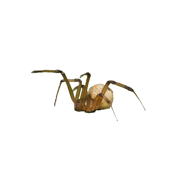 Brown Widow Spider with front legs in the air - keep spiders away from your family with City Termite & Pest Control in Malvern, AR