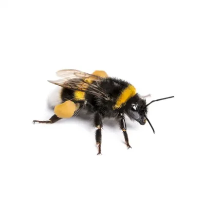 bumblebee against a white background - Keep bumblebees away from your home with City Termite & Pest Control in Malvern, AR