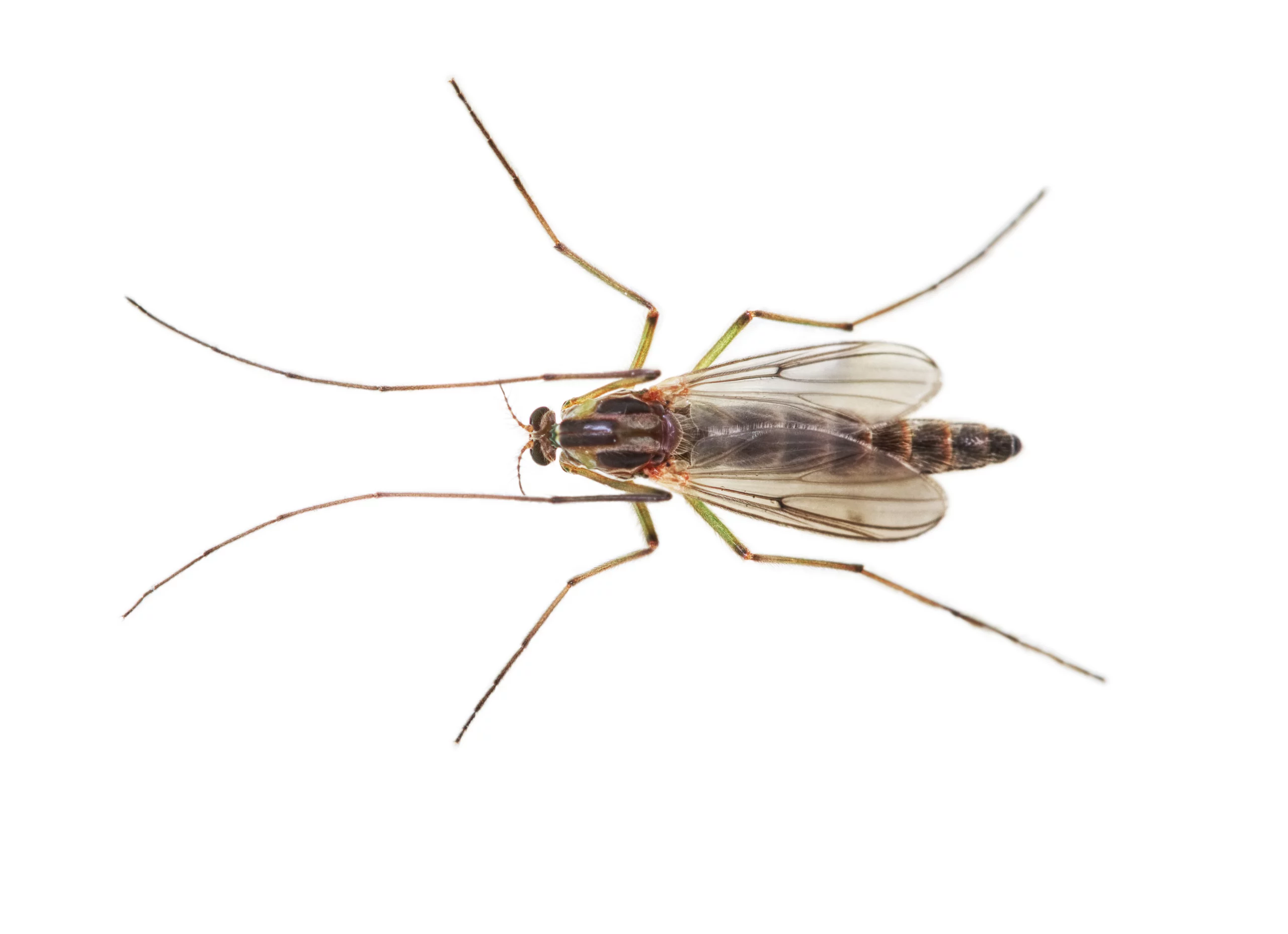 A buzzer midge against a white background - Keep pantry pests out of your home with City Termite & Pest Control in Malvern, AR