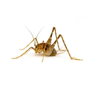 A camel cricket against a white background - Keep crickets away with City Termite & Pest Control in Malvern, AR