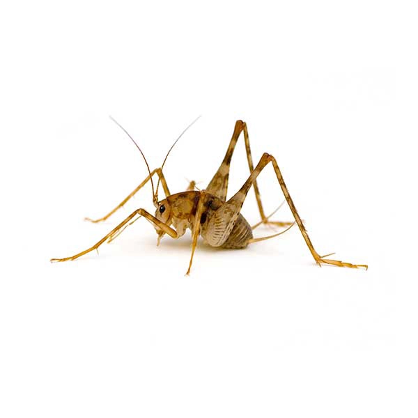 A camel cricket against a white background - Keep crickets away with City Termite & Pest Control in Malvern, AR