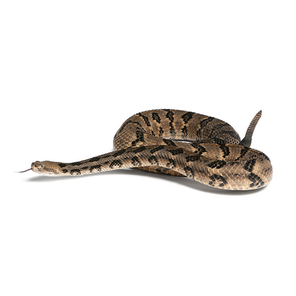 Canebrake Rattlesnake with tail in the air - snake control services in Malvern, AR | City Termite & Pest Control