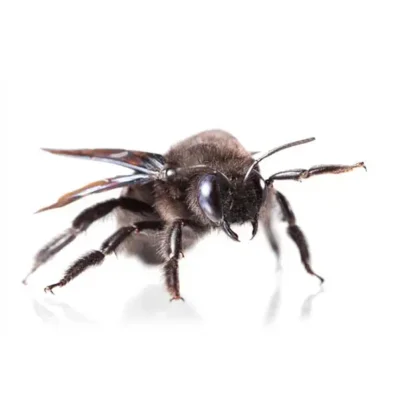 Carpenter bee against a white background - Keep carpenter bees away from your home with City Termite & Pest Control in Malvern, AR