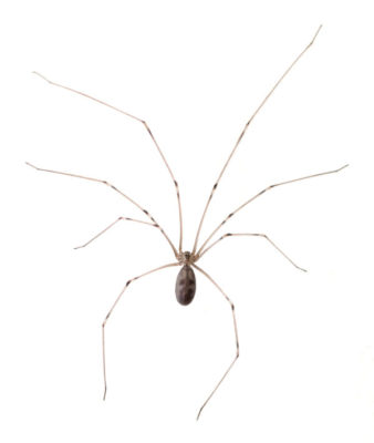 Cellar Spider with long legs - commercial and residential spider control in Malvern, AR | City Termite & Pest Control