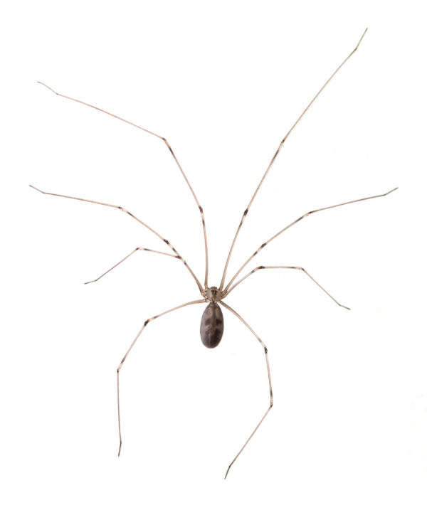 Cellar Spider with long legs - commercial and residential spider control in Malvern, AR | City Termite & Pest Control