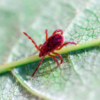 Chigger mite crawling on a leaf - Keep chigger mites out of your home with City Termite & Pest Control in Malvern, AR