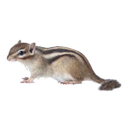 Chipmunk against a white background - Keep chipmunks away from your home with City Termite & Pest Control in Malvern, AR