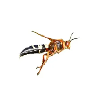 Cicada killer wasp against a white background - Keep cicada killer wasps away from your home with City Termite & Pest Control in Malvern, AR