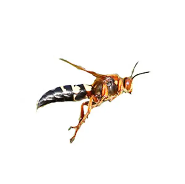 Cicada killer wasp against a white background - Keep cicada killer wasps away from your home with City Termite & Pest Control in Malvern, AR
