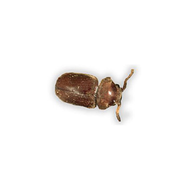 Cigarette Beetle on the ground - cigarette beetle control services by City Termite & Pest Control in Malvern, AR