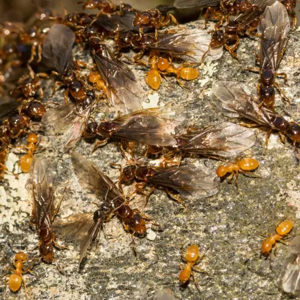 Cluster of citronella ants on a rock - Keep pests away from your home with City Termite & Pest Control in Malvern, AR