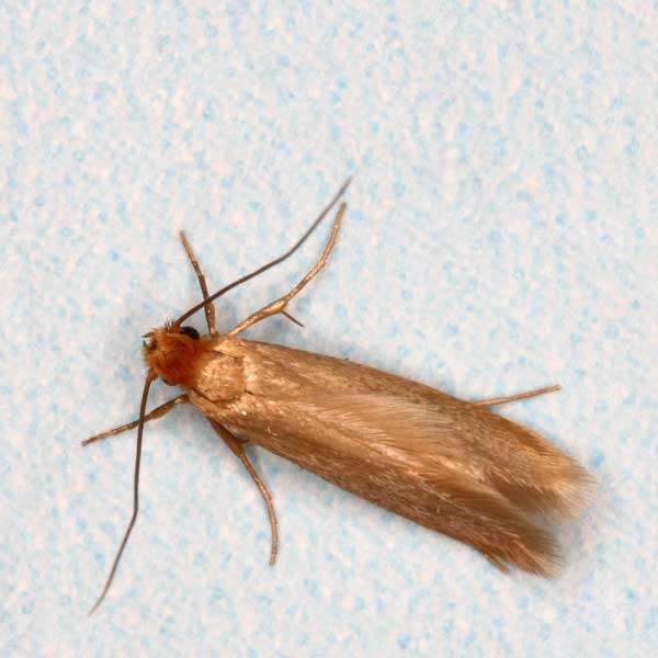 Clothes moth on a sheet of fabric - Keep clothes moths away from your home with City Termite & Pest Control in Malvern, AR
