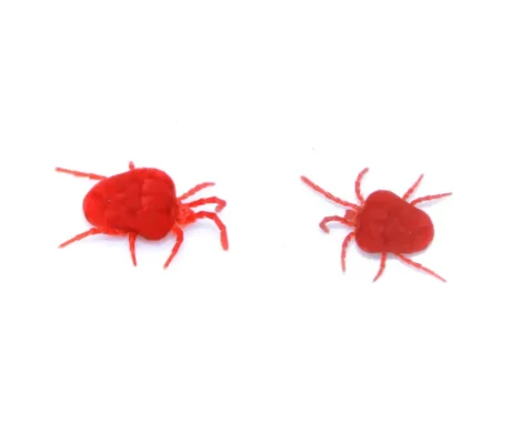 Clover mites against a white background - Keep clover mites away from your home with City Termite & Pest Control in Malvern, AR