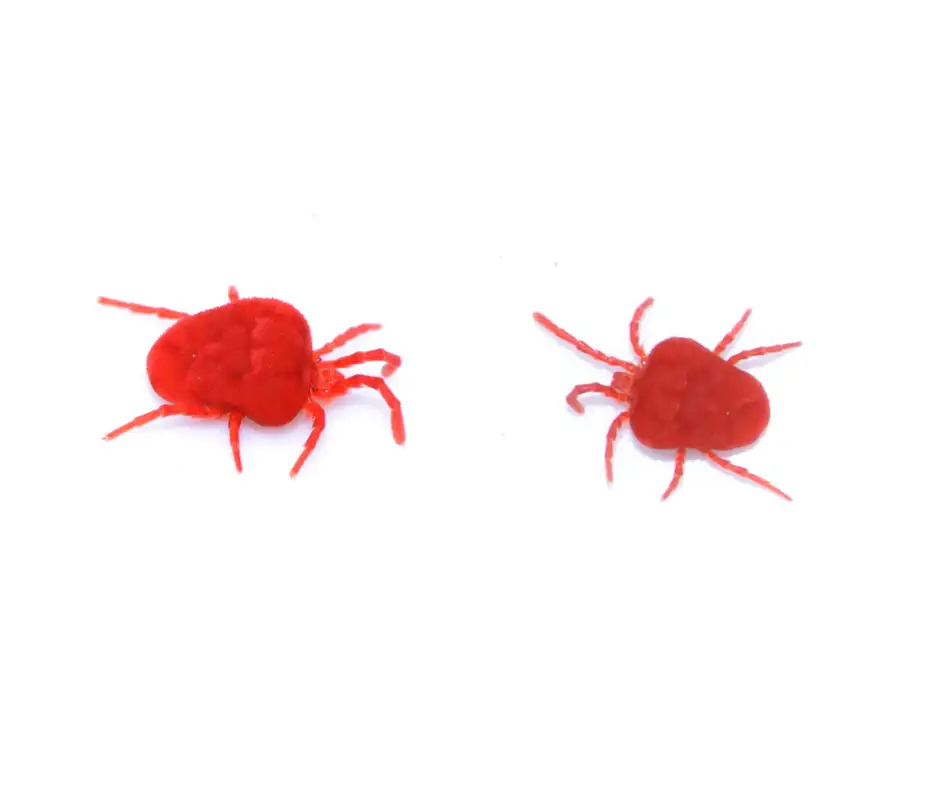 Clover mites against a white background - Keep clover mites away from your home with City Termite & Pest Control in Malvern, AR