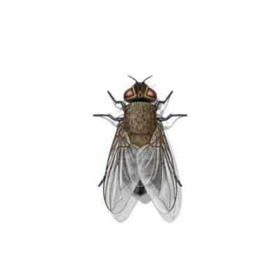 cluster fly against a white background - Keep cluster flies away from your home with City Termite & Pest Control in Malvern, AR