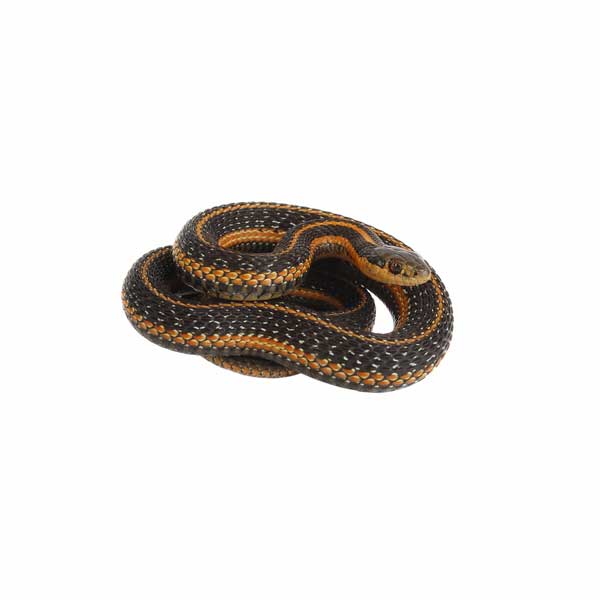 Common Garter Snake coiled on the ground - keep garter snakes out of your garden with City Termite & Pest Control in Malvern, AR
