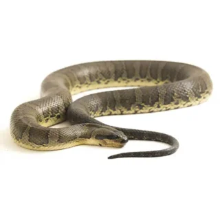 Common water snake on a white background - Keep snakes away from your home with City Termite & Pest Control in Malvern, AR