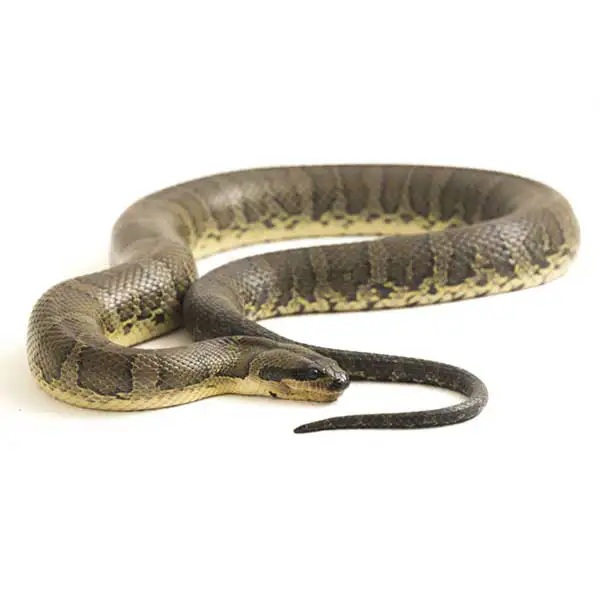 Common water snake on a white background - Keep snakes away from your home with City Termite & Pest Control in Malvern, AR