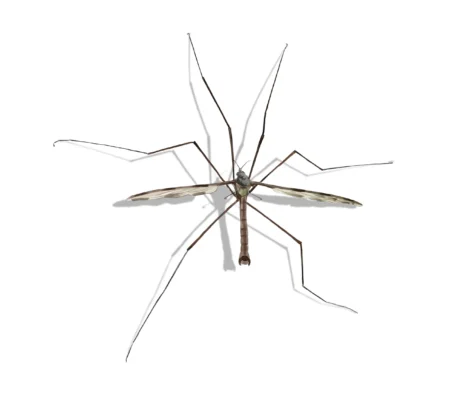 Crane fly against a white background - Keep crane flies away from your home with City Termite & Pest Control in Malvern, AR