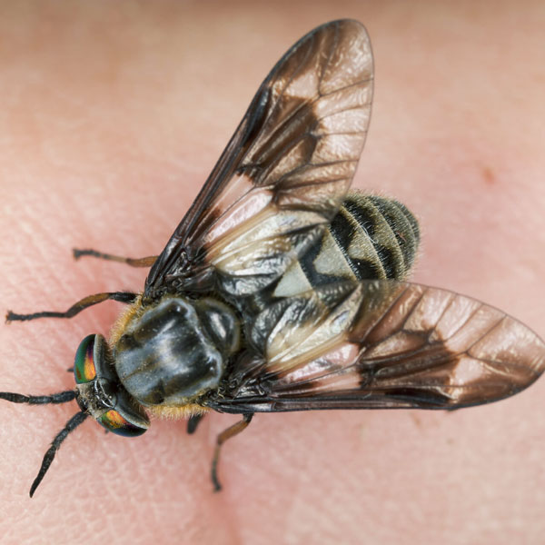 A deer fly in the palm of a person's hand - Keep deer flies out of your home with City Termite & Pest Control in Malvern, AR
